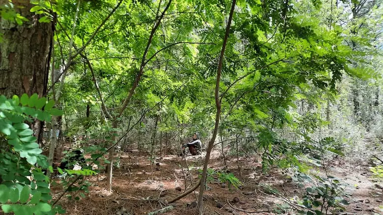 Persona joven practicando Baño de Bosque.
